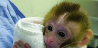 Study: Fertility restored in non-human primate model of childhood cancer survivorship — (Details)