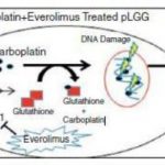 Study: Everolimus, carboplatin together slow low-grade glioma tumor growth, reduce tumor size — (Details)