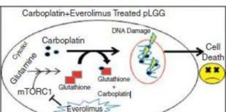 Study: Everolimus, carboplatin together slow low-grade glioma tumor growth, reduce tumor size — (Details)