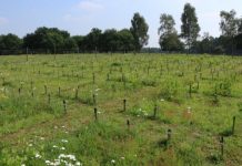 Research: Plant legacy affects aboveground insects through soil —