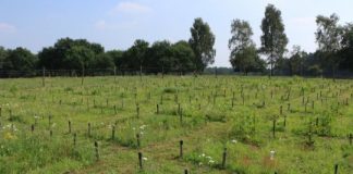 Research: Plant legacy affects aboveground insects through soil —