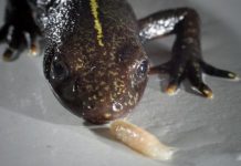 Research: Zoology research team discovers potentially primeval chewing behavior in salamandrids —