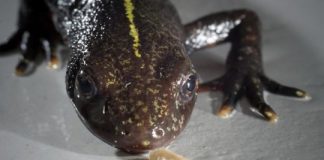 Research: Zoology research team discovers potentially primeval chewing behavior in salamandrids —