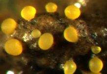 Research: A social bacterium with versatile habits —