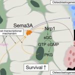 Study: How does estrogen protect bones? Unraveling a pathway to menopausal bone loss — (Details)