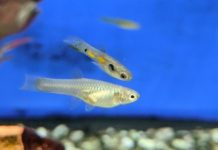 Research: Colourful male fish have genes to thank for their enduring looks —