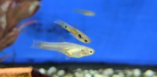 Research: Colourful male fish have genes to thank for their enduring looks —