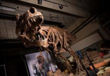 Research: Nicknamed ‘Scotty,’ the record-breaking rex is also the largest dinosaur skeleton ever found in Canada —