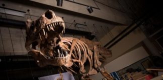 Research: Nicknamed ‘Scotty,’ the record-breaking rex is also the largest dinosaur skeleton ever found in Canada —