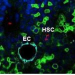 Study: Knockout of Ptpn21 alters deformability — (Details)
