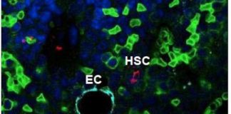 Study: Knockout of Ptpn21 alters deformability — (Details)