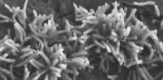 Research: How electricity-eating microbes use electrons to fix carbon dioxide —