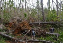 Research: Storm did damage with no recorded precedent, a tree census shows —