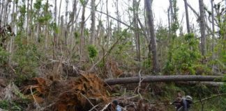 Research: Storm did damage with no recorded precedent, a tree census shows —