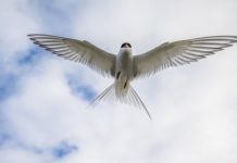 Research: Overland migration of Arctic Terns revealed —