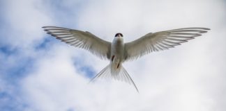 Research: Overland migration of Arctic Terns revealed —