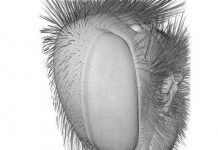 Research: 3D models reveal why bigger bumblebees see better —