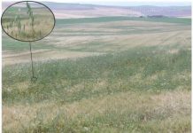 Research: The growth of a wheat weed can be predicted to reduce the use of herbicides —