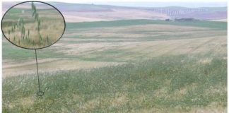 Research: The growth of a wheat weed can be predicted to reduce the use of herbicides —