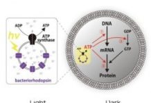 Research: New system paves the way to construct energetically-independent artificial cells —