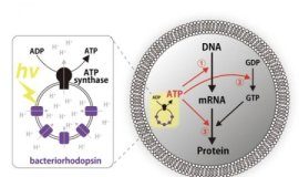 Research: New system paves the way to construct energetically-independent artificial cells —