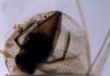 Research: A varied menu for the carnivorous waterwheel plant —