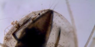 Research: A varied menu for the carnivorous waterwheel plant —