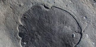 Research: Mystery shrouding oldest animal fossils solved —