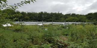 Research: Climate warming accelerates tallgrass prairie bioiversity —