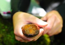 Research: Pick right-sized rock or be eaten by cannibal neighbors —