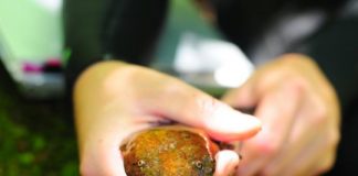 Research: Pick right-sized rock or be eaten by cannibal neighbors —