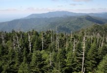 Research: How tree diversity regulates invading forest pests —