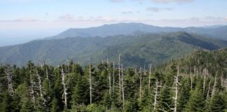 Research: How tree diversity regulates invading forest pests —