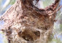 Research: The most aggressive spider societies are not always the ones that flourish —