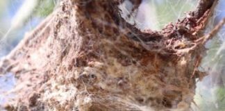 Research: The most aggressive spider societies are not always the ones that flourish —
