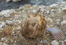 Research: Fossil barnacles reveal prehistoric whale migrations —