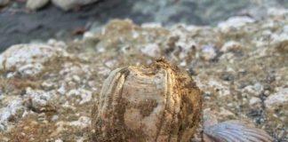 Research: Fossil barnacles reveal prehistoric whale migrations —