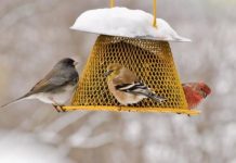 Offbeat: People who feed birds impact conservation —