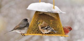 Offbeat: People who feed birds impact conservation —