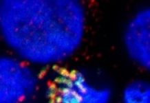 Research: Salmonella could be combated by enhancing body’s natural process —