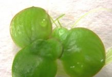 Research: Low mutation rates contribute to low genetic diversity in duckweeds —