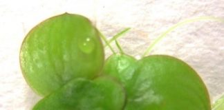 Research: Low mutation rates contribute to low genetic diversity in duckweeds —