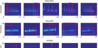 Study: Researchers explore how the auditory system achieves accurate speech recognition — (Details)
