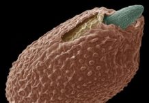 Research: Maternal and environmental control of seed dormancy is carried out through novel epigenetic mechanisms —