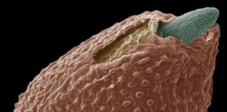 Research: Maternal and environmental control of seed dormancy is carried out through novel epigenetic mechanisms —