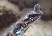 Research: ‘Scuba-diving’ lizard can stay underwater for 16 minutes —