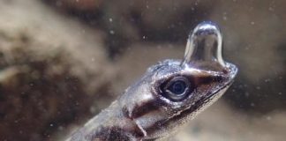 Research: ‘Scuba-diving’ lizard can stay underwater for 16 minutes —