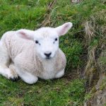 Study: Artificial womb technology breaks its 4 minute mile — (Details)