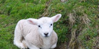 Study: Artificial womb technology breaks its 4 minute mile — (Details)