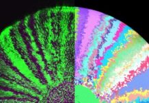 Research: Scientists shine new light on how cells coordinate eye growth in fish —